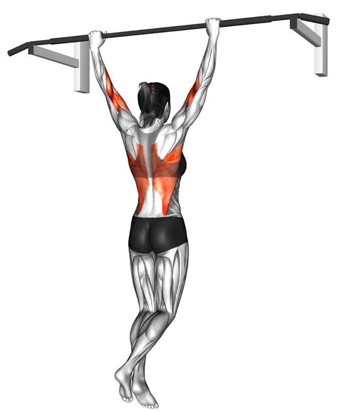 Traction arrière à la barre fixe : un exercice complet pour le développement du dos - Début