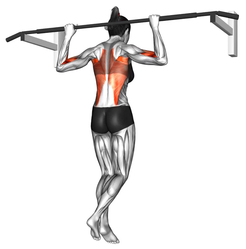 Traction arrière à la barre fixe : un exercice complet pour le développement du dos - Fin