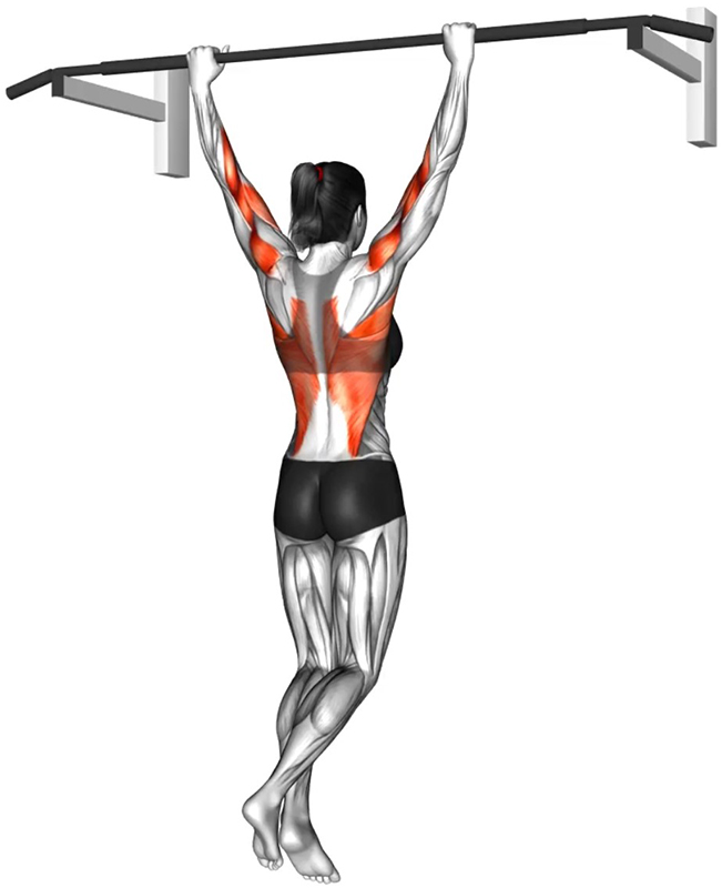Traction avant à la barre fixe : un exercice fondamental pour le renforcement du dos - Début