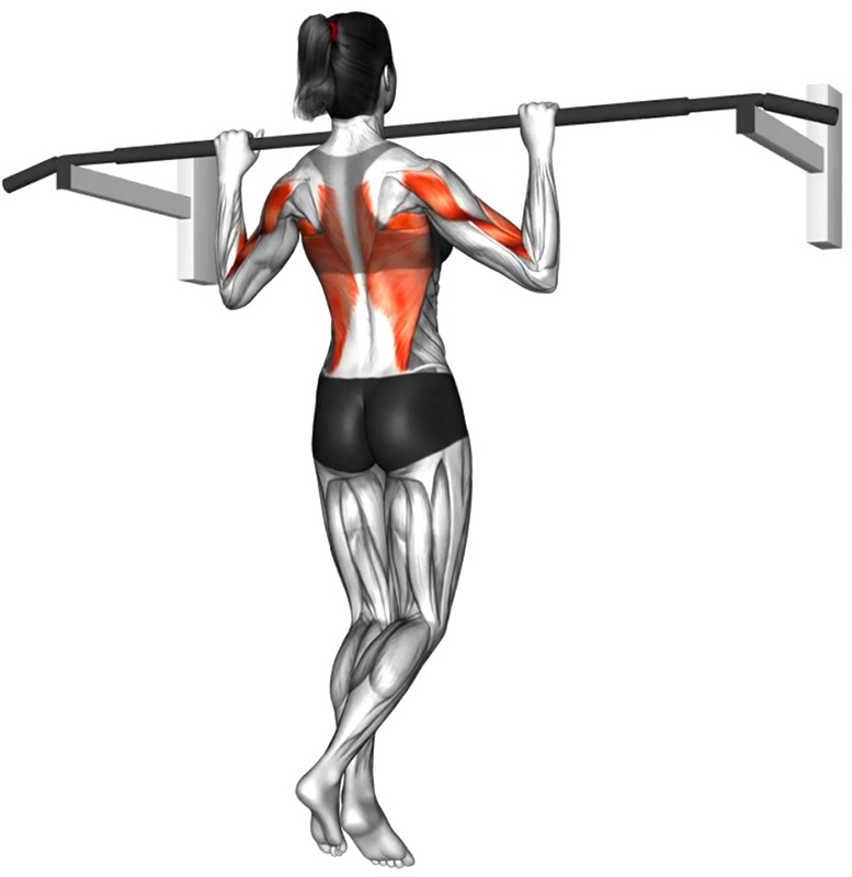 Traction avant à la barre fixe : un exercice fondamental pour le renforcement du dos - Fin