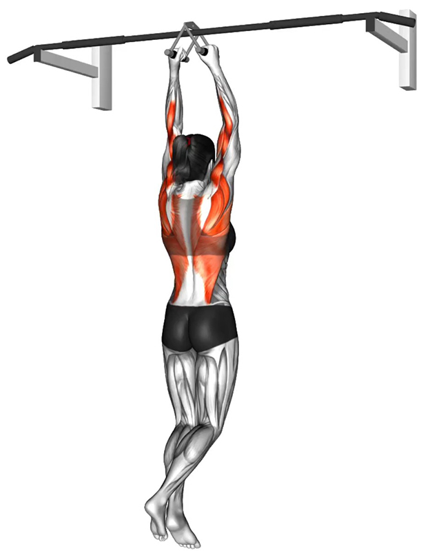 Traction à la barre fixe avec prise serrée – Travail des dorsaux et des biceps - Début