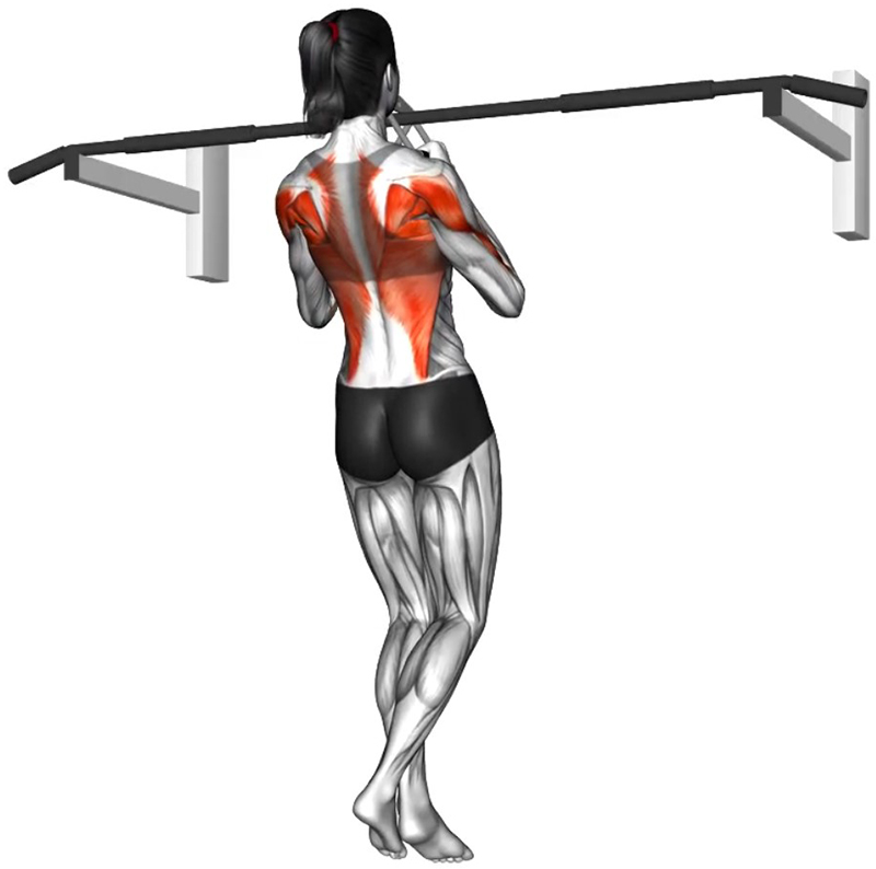 Traction à la barre fixe avec prise serrée – Travail des dorsaux et des biceps - Fin