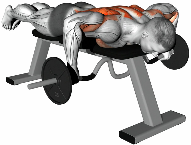 Rowing avec barre EZ couché sur banc plat : travail ciblé des dorsaux - Fin