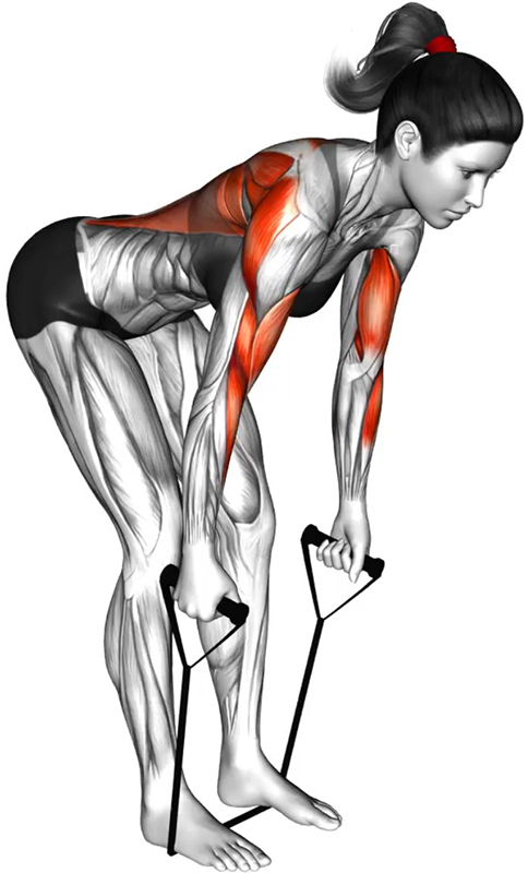 Tirage vertical sur buste penché avec élastique – Travail des dorsaux - Début