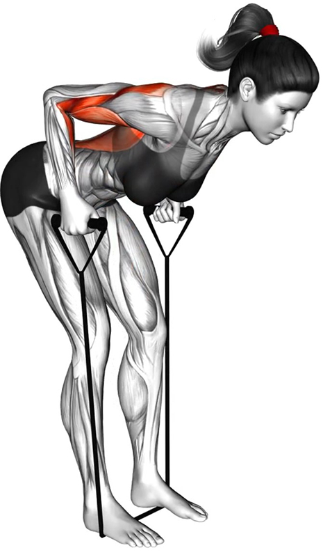 Tirage vertical sur buste penché avec élastique – Travail des dorsaux - Fin