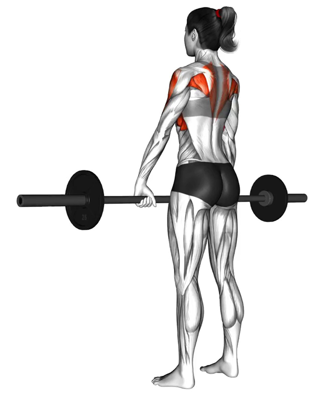 Tirage menton avec barre droite – Travail des muscles des épaules - Début