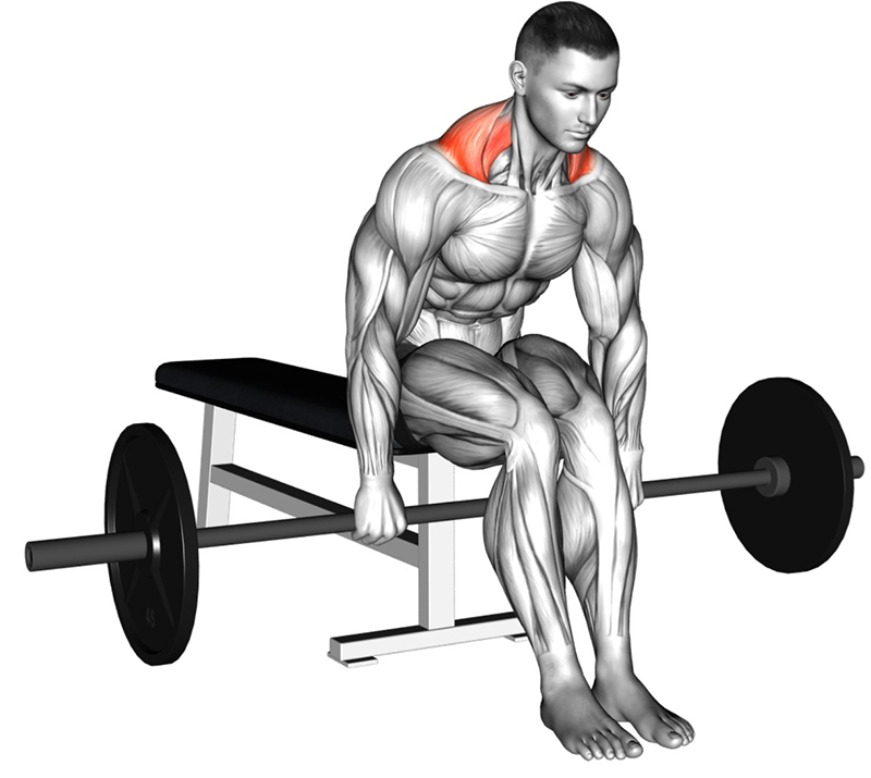 Haussement des épaules sur banc avec barre droite : travail des muscles trapèzes - Début