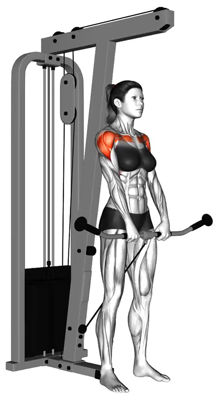 Élévation antérieure à la poulie basse avec grande poignée : travail des muscles des épaules - Début