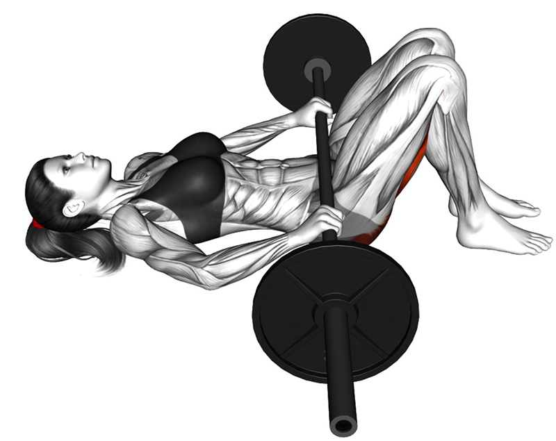 Hip Thrust avec grande barre - Début