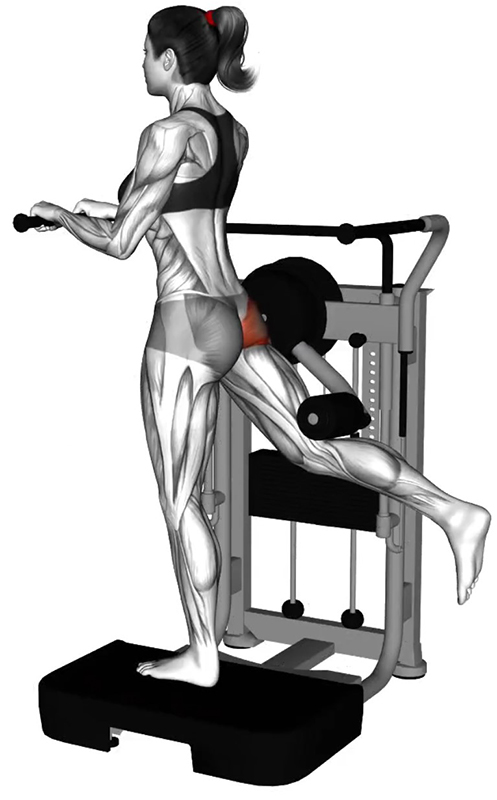 Extension arrière de la hanche à la machine Multi-Hip : un exercice ciblé pour les fessiers - FIN
