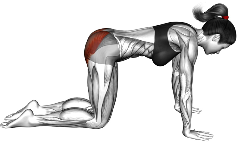 Extension arrière de la cuisse (kickback) : travail des muscles des fessiers - Début