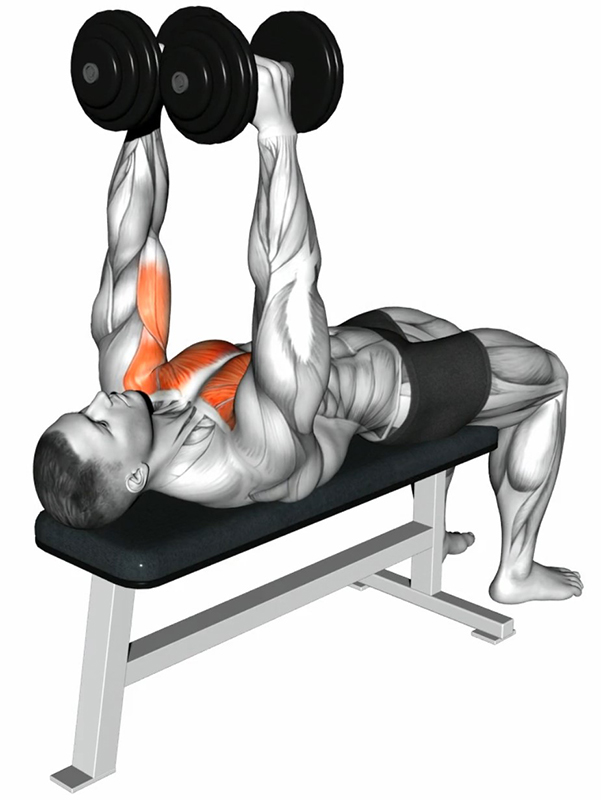 Écartés latéraux sur banc plat avec haltères – Travail des muscles pectoraux - Début
