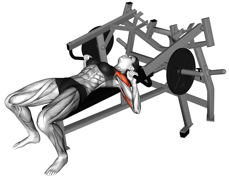 Développé couché à la presse machine – Travail des pectoraux - Fin