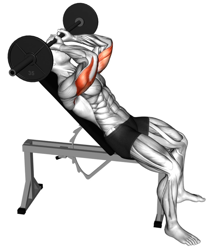 Extension des bras avec barre droite sur banc incliné : un exercice clé pour les triceps - Fin