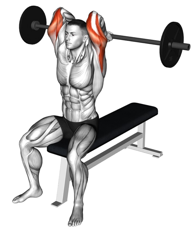 Extension des bras au-dessus de la tête avec barre droite : travail des triceps - Début