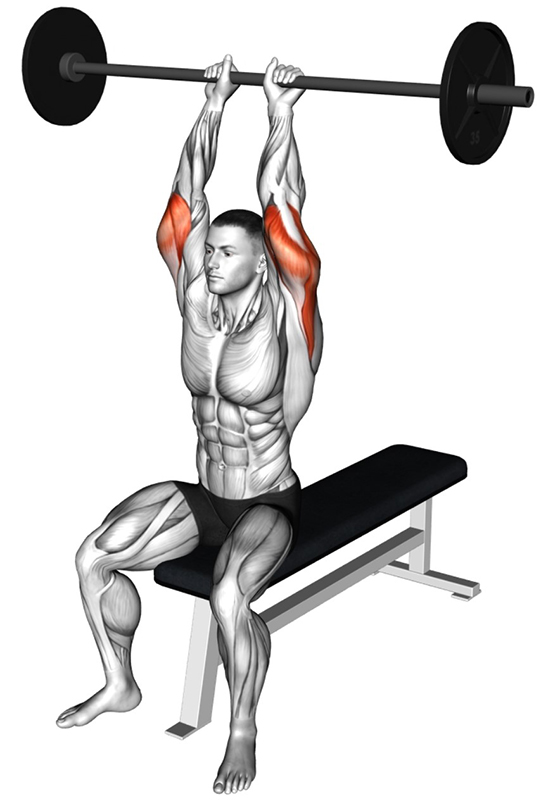 Extension des bras au-dessus de la tête avec barre droite : travail des triceps - Fin