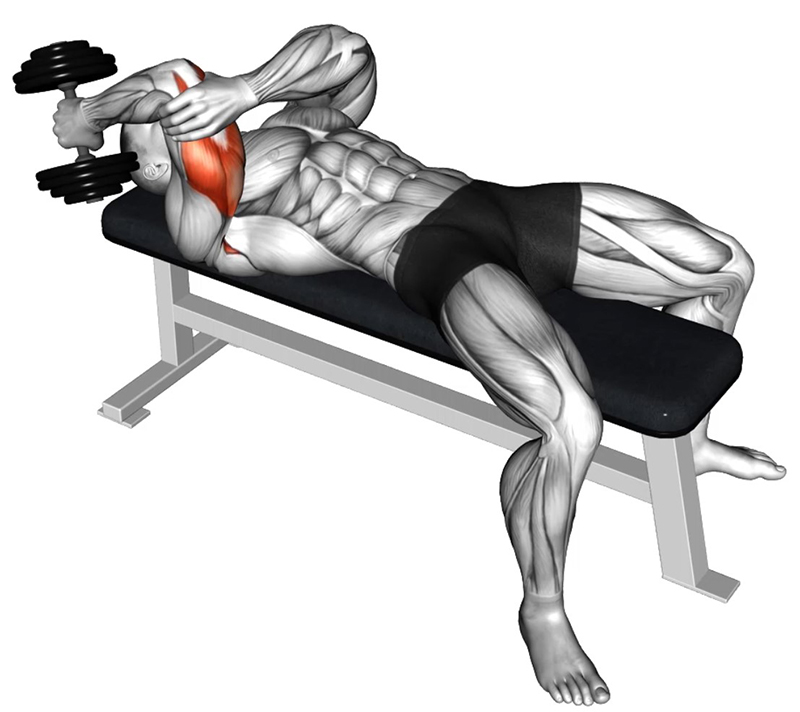Extension concentrée et alternée des bras avec haltère : un exercice d’isolation pour les triceps - Fin