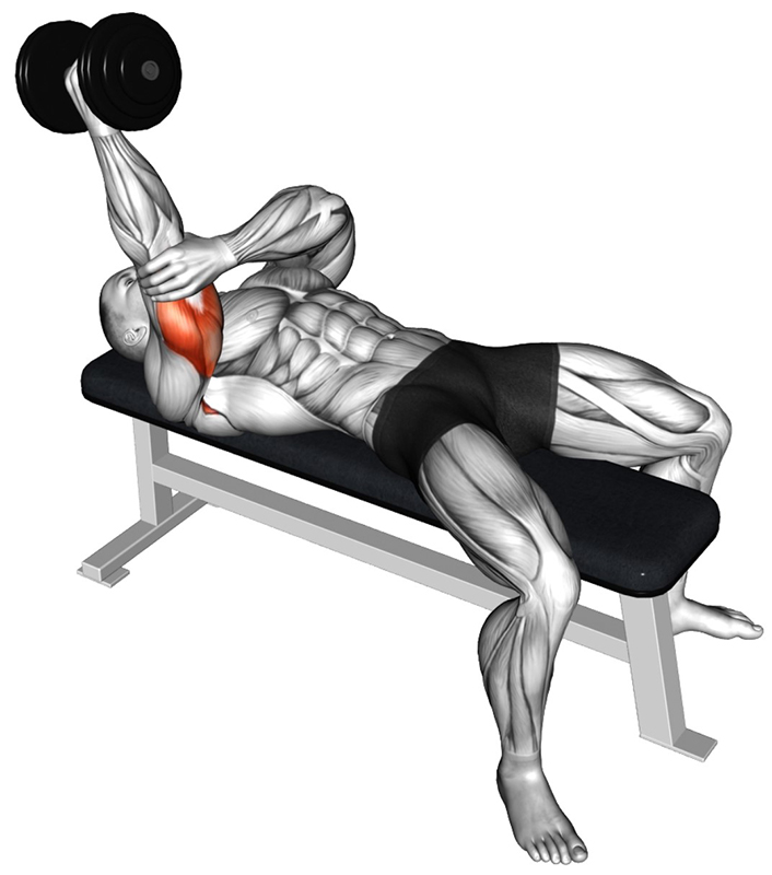 Extension concentrée et alternée des bras avec haltère : un exercice d’isolation pour les triceps - Début