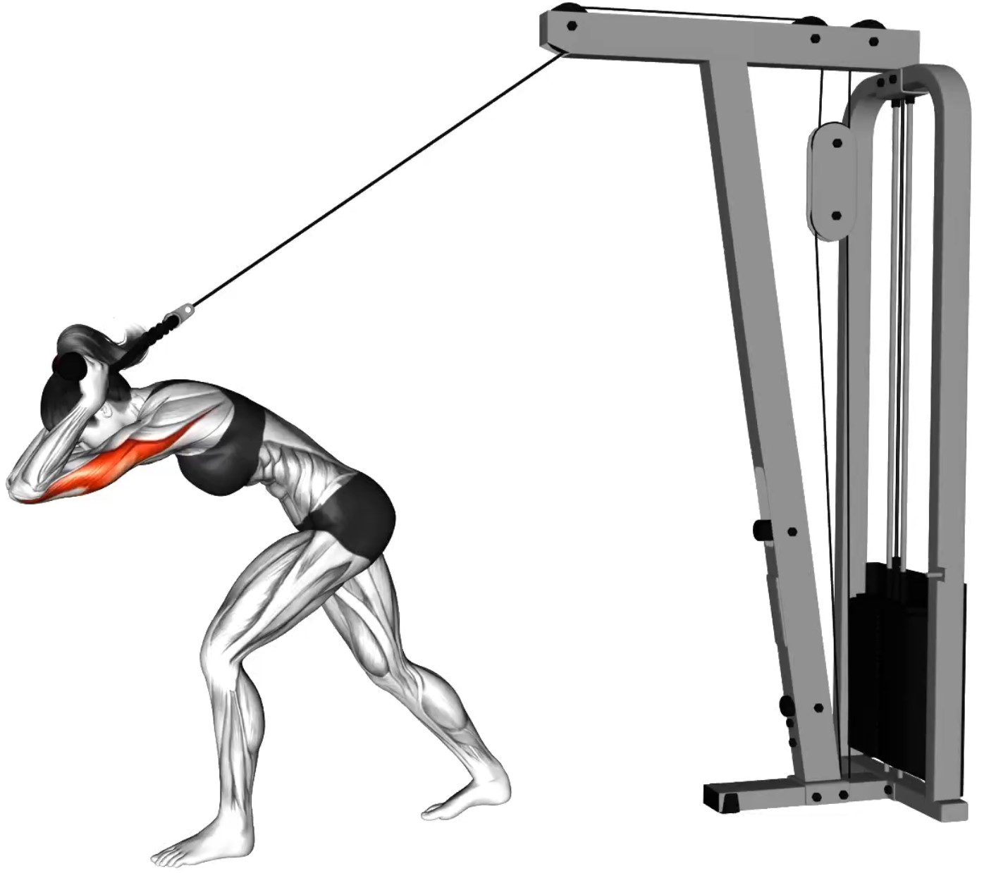 Extension des bras arrière à la poulie haute : travail ciblé des triceps - Début