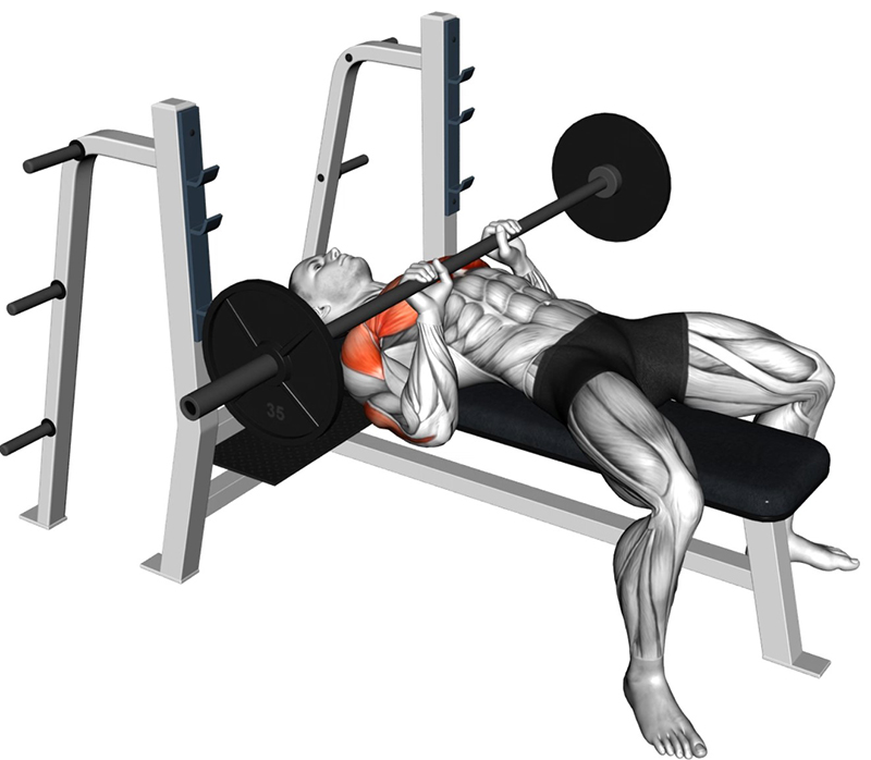 Développé couché avec prise serrée à la barre droite : travail des triceps - Fin