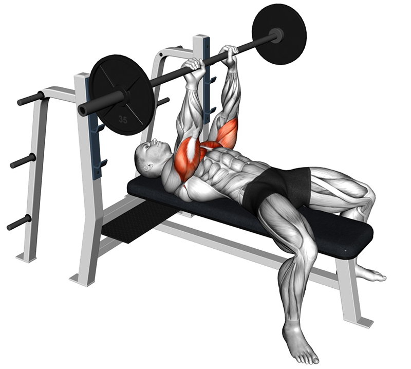 Développé couché avec prise serrée à la barre droite : travail des triceps - Début