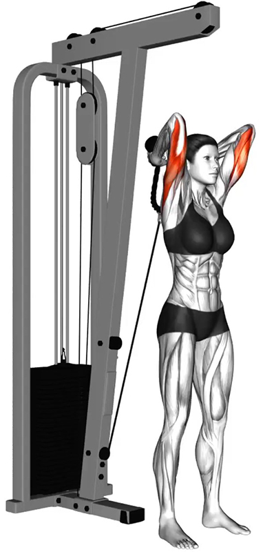 Extension des bras à la poulie basse avec corde : un exercice clé pour les triceps - Début