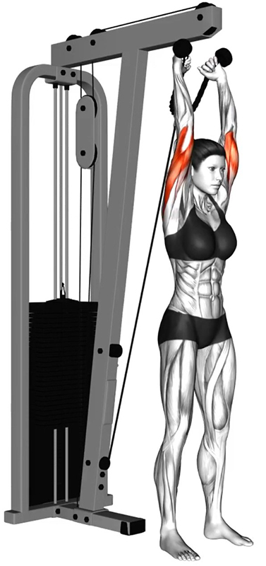 Extension des bras à la poulie basse avec corde : un exercice clé pour les triceps - Fin
