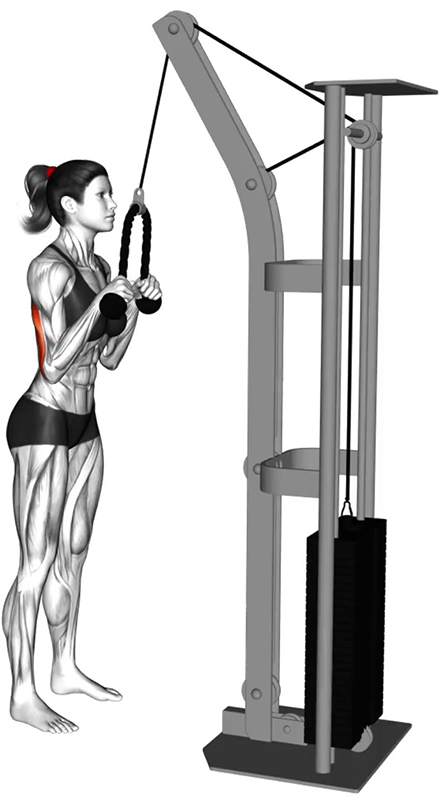 Extension des bras à la poulie haute avec corde – Travail des triceps - Début