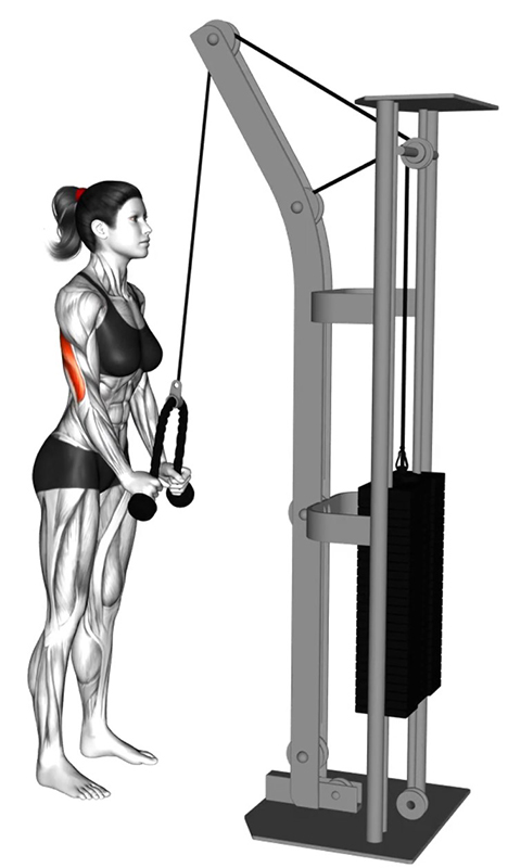 Extension des bras à la poulie haute avec corde – Travail des triceps - Fin