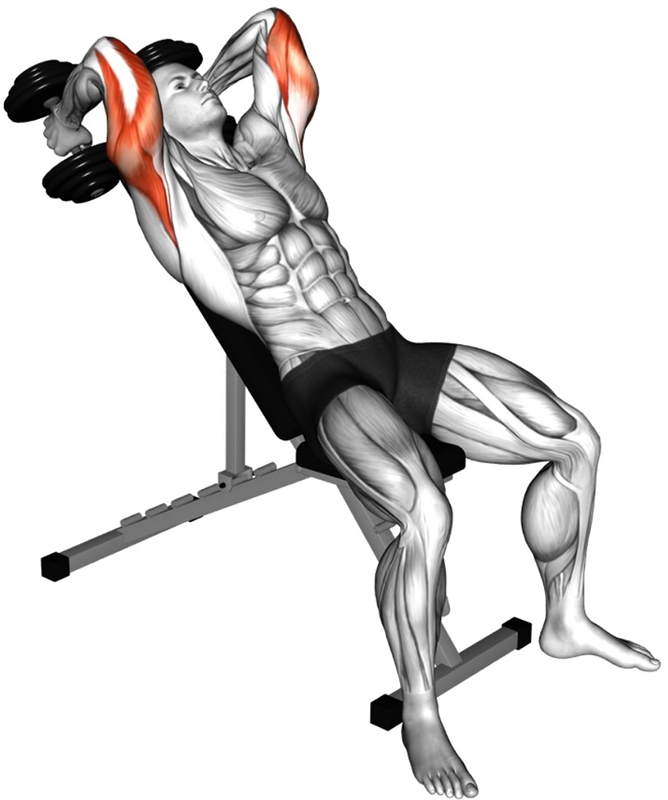 Extension des bras avec haltères au-dessus de la tête sur banc incliné – Travail des muscles triceps - Début