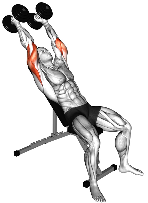 Extension des bras avec haltères au-dessus de la tête sur banc incliné – Travail des muscles triceps - Fin