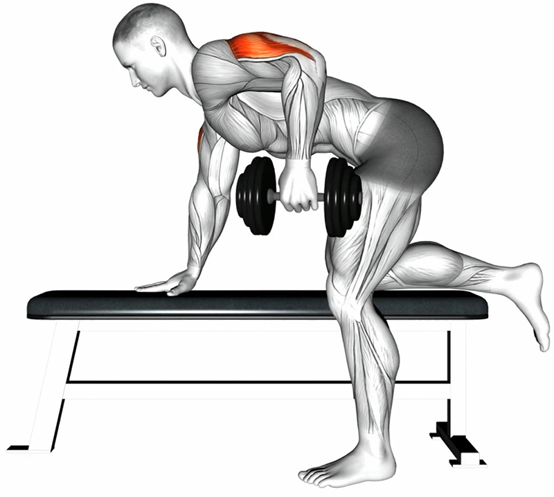 Extension arrière du bras en position à genoux sur un banc – Travail des triceps - Début