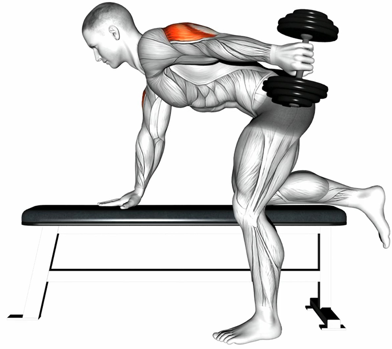 Extension arrière du bras en position à genoux sur un banc – Travail des triceps - Fin