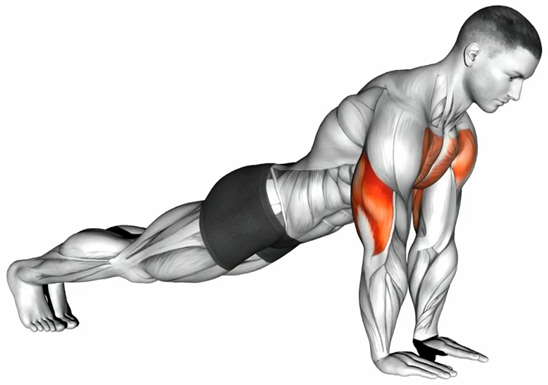 Pompes avec les mains serrées : travail des triceps - Début