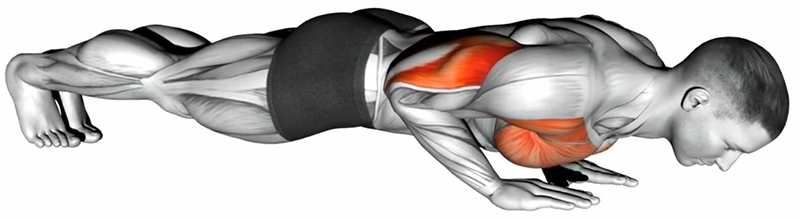 Pompes avec les mains serrées : travail des triceps - Fin