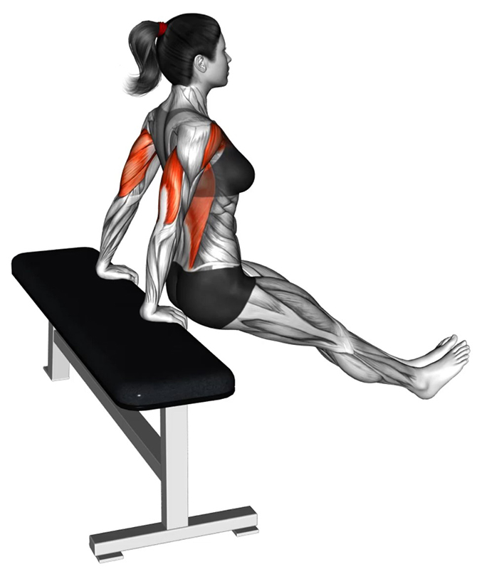 Extension des bras avec les mains serrées en appui sur un banc : travail des triceps - Début