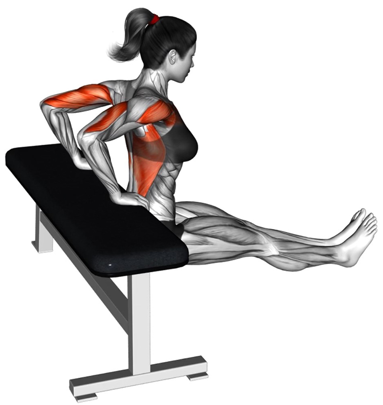 Extension des bras avec les mains serrées en appui sur un banc : travail des triceps - Fin