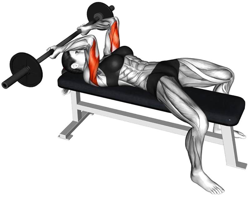 Extension des bras sur le front avec la barre spéciale EZ – Travail des triceps - Fin