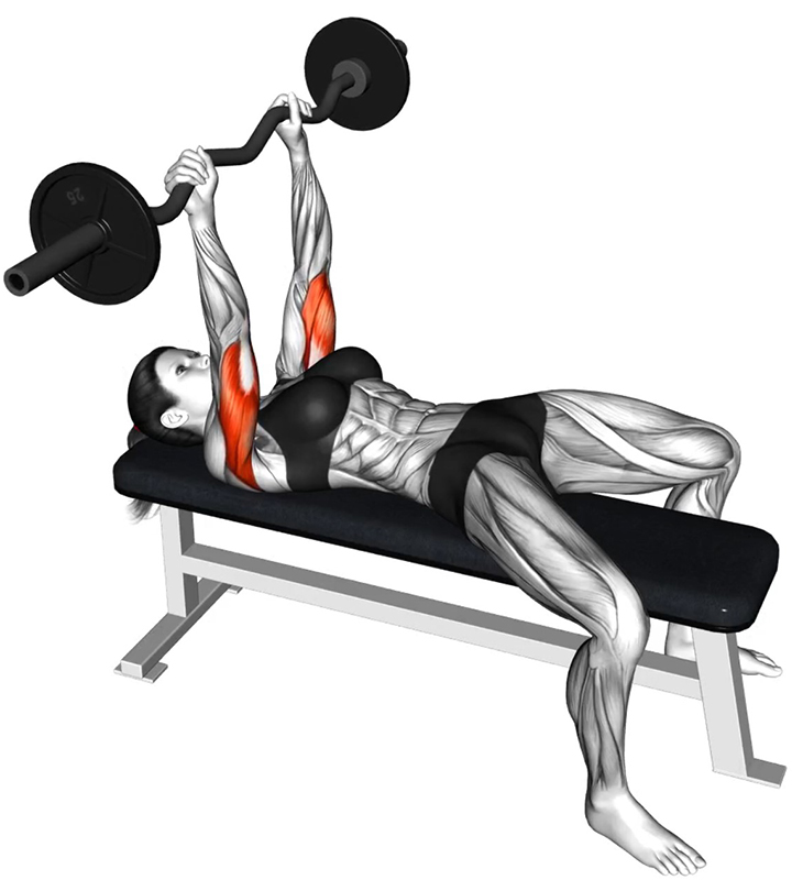 Extension des bras sur le front avec barre droite – travail des triceps - Début