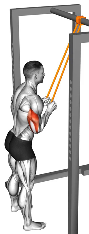 Extension des bras avec un élastique – Travail des triceps - Début