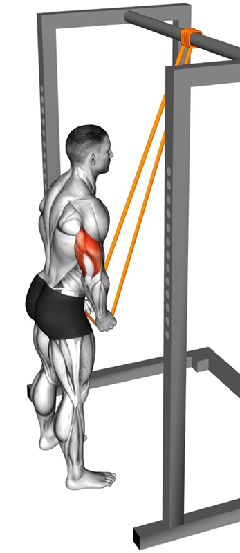 Extension des bras avec un élastique – Travail des triceps - Fin