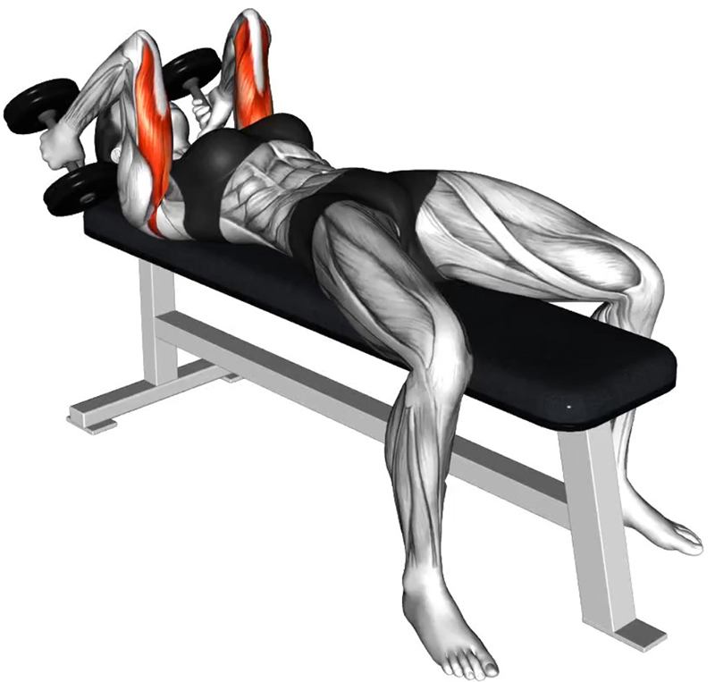 Extension front des bras avec deux haltères sur banc plat – Travail des triceps - Début