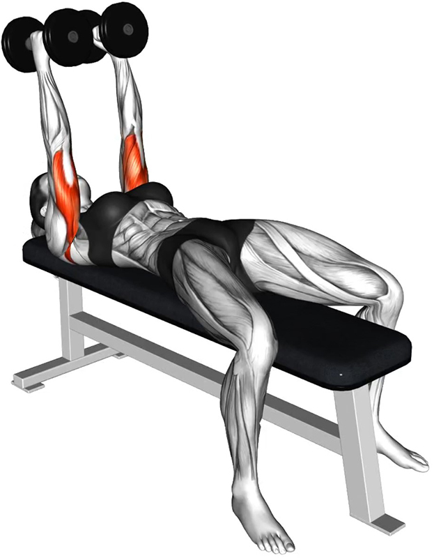 Extension front des bras avec deux haltères sur banc plat – Travail des triceps - Fin