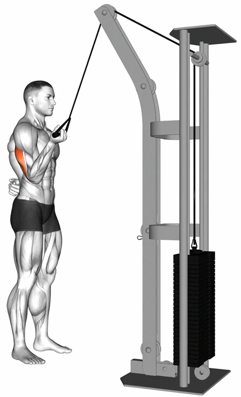 Extension alternée du bras à la poulie basse avec poignée simple – Travail des triceps - Début
