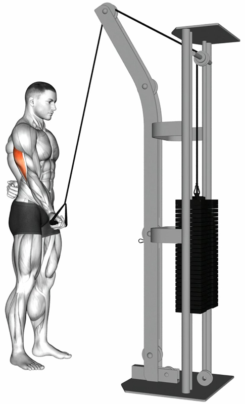 Extension alternée du bras à la poulie basse avec poignée simple – Travail des triceps - Fin