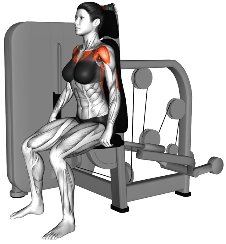 Poussée verticale des bras à la machine spécifique triceps : un renforcement ciblé des triceps - Fin