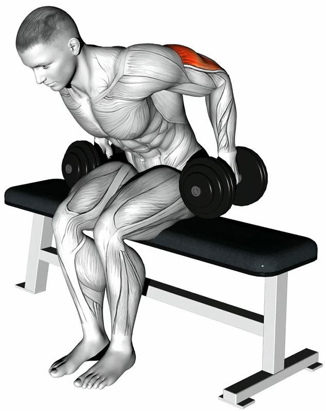 Extension arrière des bras avec haltères – Travail des triceps - Début